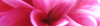 Roze bloem