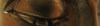 Oog